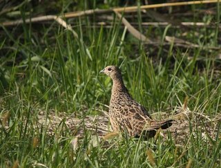 この鳥は何ですか キジのメスにしては目の下の白色面積が細く 体 Yahoo 知恵袋