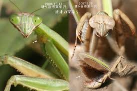 カマキリについて自宅のゴーヤにカマキリをみつけました 全身が茶色なの Yahoo 知恵袋