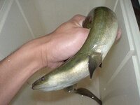 三重県松阪市に住んでます 最近ずっと鰻釣りに通ってますが なかなか釣れません Yahoo 知恵袋