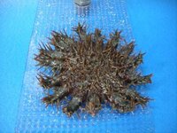 海水魚の飼育を始めたのですが 白点病がひどくて困っています 一歩間違うと簡 Yahoo 知恵袋