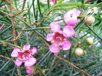 花の名前を知りたいのですが 白や薄ピンクの小花で葉っぱが松の短い Yahoo 知恵袋