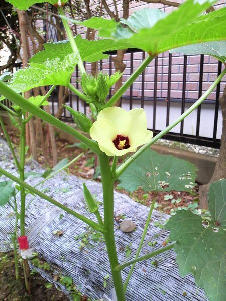 オクラを育てていますが葉が茂りすぎて収穫が大変です そこで葉を切ってスッキ Yahoo 知恵袋