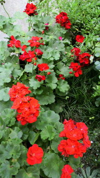 庭植えのゼラニウムの葉が黒っぽく腐ったように枯れて軸 茎 だけになっ Yahoo 知恵袋