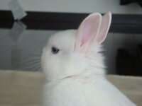 このウサギはやっぱり珍しいんでしょうか なぜ青目のウサギは珍しいのでしょう Yahoo 知恵袋