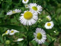 あの花の白い花の名前あの花のオープニングなどで出てきた 牛乳瓶に入 Yahoo 知恵袋