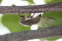 セミ 蝉の事ですが蝉って地面の穴から出てきて木に登って成虫になり Yahoo 知恵袋