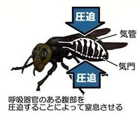 昆虫類の呼吸器官はどうなっているのでしょうか 肺を持っているのですか 教えて 住まいの先生 Yahoo 不動産