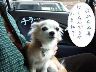 チワワの耳が立っていない 寝ている状態のとき 犬はどんな気持ちなん Yahoo 知恵袋