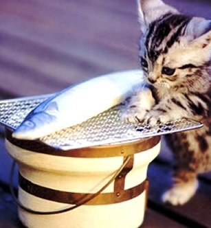 猫が「まぐろのたたき」を食べません。何ででしょう？別に良いのですが 