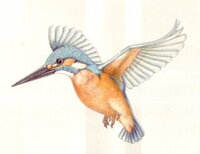 カワセミの絵 誠にありがとうございます 本当に素晴らしい絵です Yahoo 知恵袋