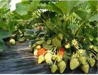 イチゴのランナーから次々と子株 孫株が出ていますが 全て植え付けるべきなのでし Yahoo 知恵袋