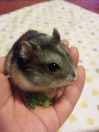 小さくて可愛いものと言えば何を連想しますか ２０以上の人に ハムスターで Yahoo 知恵袋