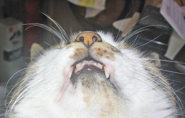猫についてです。上の歯の犬歯2本が、口を閉じていても口からはみ出 