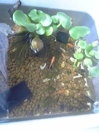 プラ舟でメダカを飼育してる方に質問です セットの仕方なんですけど Yahoo 知恵袋