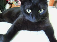 黒猫ってペットショップで売ってるんですか 黒猫が大好きで飼いたいと思っているの Yahoo 知恵袋