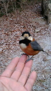 鳩って頭いいんですかね この前まで集まって来た広場に 一回カラスが出没して仲間 Yahoo 知恵袋