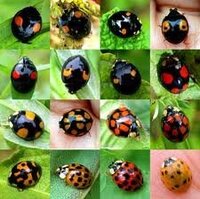 てんとう虫は鳴きますか 昆虫 てんとう虫について学校で勉強しています Yahoo 知恵袋