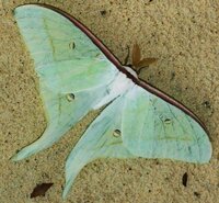 蝶に詳しい方教えてください 先日薄緑色のきれいな蝶を見つけました Yahoo 知恵袋