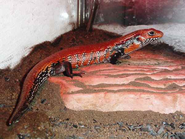 ハ虫類の種類についてですナゴレプの紹介写真のなかに この Yahoo 知恵袋