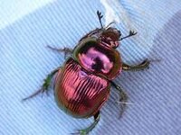珍しいカナブン発見 全身メタリックピンクのカナブンです 博物館がほしがるレベル Yahoo 知恵袋