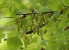 秋になるとイチョウの木には ぎんなんがなりますが花は咲くのでしょうか Yahoo 知恵袋