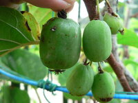 サルナシ 1本で結実するサルナシはないですよね なんというキウイがあれば結実 Yahoo 知恵袋