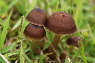 芝生に黒いきのこが生えていた 近所の芝生にかさが黒いきのこが生 Yahoo 知恵袋