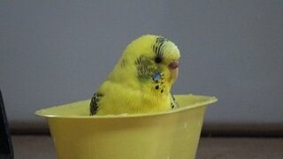 セキセイインコ おしゃべりできるようになるのはいつ頃でしょうか 個体差 Yahoo 知恵袋