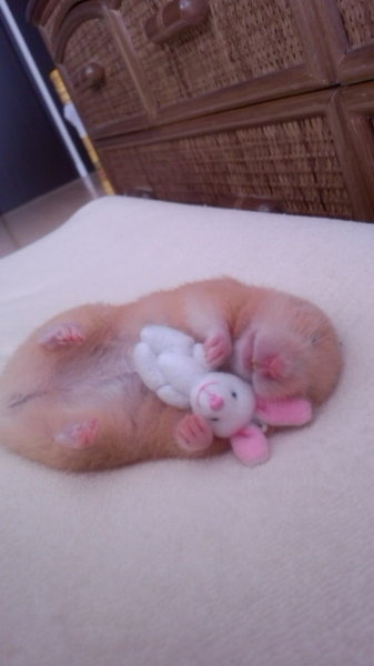 ｷﾝｸﾏﾊﾑｽﾀｰ いびき 起きているときも 寝ているときもぐ Yahoo 知恵袋