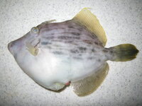 カワハギ釣り 愛知県で堤防からつれる場所を教えてください 今 Yahoo 知恵袋