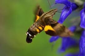 今日 ハチドリを発見しました 学校の帰りに友達と一緒に歩いてたら 友 Yahoo 知恵袋