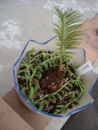 蘇鉄の葉が黄色になり 根っこを見ると太く白い根っこが２本だけ これって枯れ Yahoo 知恵袋