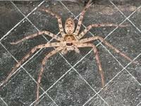 足が六本の蜘蛛が家に出ました 九州に住んでて 近くは山です どこからか虫 Yahoo 知恵袋