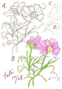 花の描き方 絵を描くのが好きな中２です 今回は花の描き方 Yahoo 知恵袋