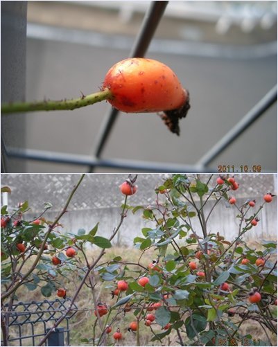 つるバラのスパニッシュビューティという品種にはローズヒップは実