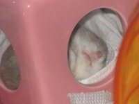 ハムスターの名前 お宅のハムちゃんの名前教えてください 面白い名前 Yahoo 知恵袋