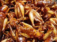 コオロギ トンボ カマキリ バッタオオバコ ヨモギ ドクダミ ギシギシ カタバ Yahoo 知恵袋