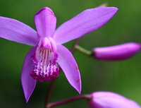 わからんという花はどんな花 若蘭 若いメスの河童の頭に咲 Yahoo 知恵袋