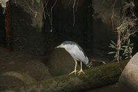 オギャー ギャー と鳴く夜行性の鳥を知ってますか 昨晩 千葉県にて Yahoo 知恵袋