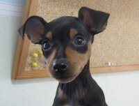 毛の短い 大きくならない犬種 チワワ以外で教えてください Yahoo 知恵袋
