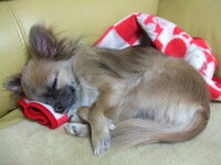 犬の毛づくろい うちの犬 チワワ は毛づくろいをします 寝る前 Yahoo 知恵袋