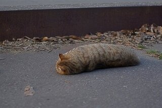 猫ちゃんがシャーとやるとヘビちゃんに似ています 猫ちゃんとヘビちゃ Yahoo 知恵袋