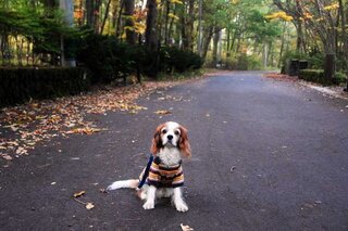 犬が乾燥剤を誤飲してしまいましたジャーキーの中に入っていた乾燥剤 エージ Yahoo 知恵袋