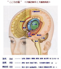 大脳辺縁系 大脳基底核の位置関係をおおまかな図で示す場合 ど Yahoo 知恵袋