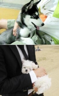 東方神起カレンダーこ この犬は モデルさん というか普通 Yahoo 知恵袋