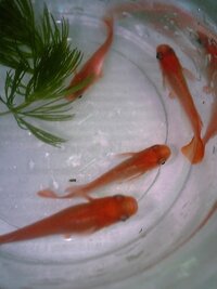 メダカの色揚げと適した底砂の色 キューブで楊貴妃メダカを飼 Yahoo 知恵袋