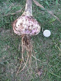 レタスは葉菜類 大根は根菜類といいますが ネギやニンニクは何類ですか Yahoo 知恵袋