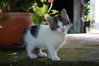 ある曲のタイトルを探しています 私は今日まで生きて生きてきました という Yahoo 知恵袋