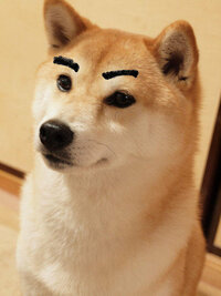 犬に眉毛書くのっていいと思う 個人的には写真撮影用はいいかと思いま Yahoo 知恵袋