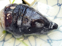 すっぽん鍋とあんこう鍋どちらが好きですか 理由はなんですか す Yahoo 知恵袋